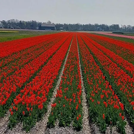Spacious Surrounded Large Garden Σπίτι διακοπών *